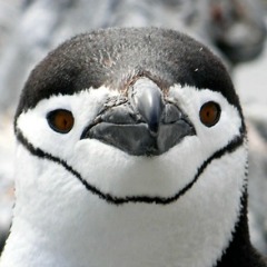 Penguin 4.0 – it’s here, it’s real-time, and you need to respect it