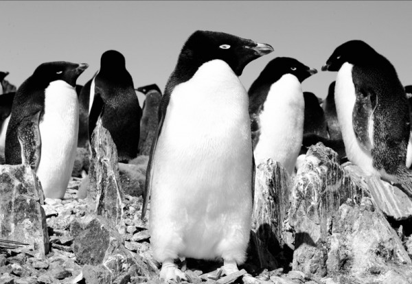 Penguin 4.0 – it’s here, it’s real-time, and you need to respect it | Didit