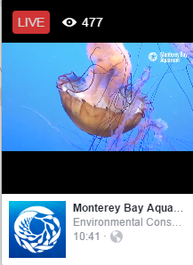 Monterey Bay Aquarium video stream on Facebook Live Video, 11/7/2016